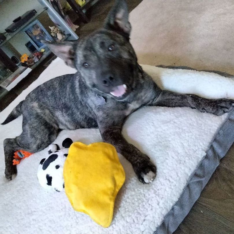 Enlarge *Prince, a Adoptable mixed breed in Justin, TX image 6/6