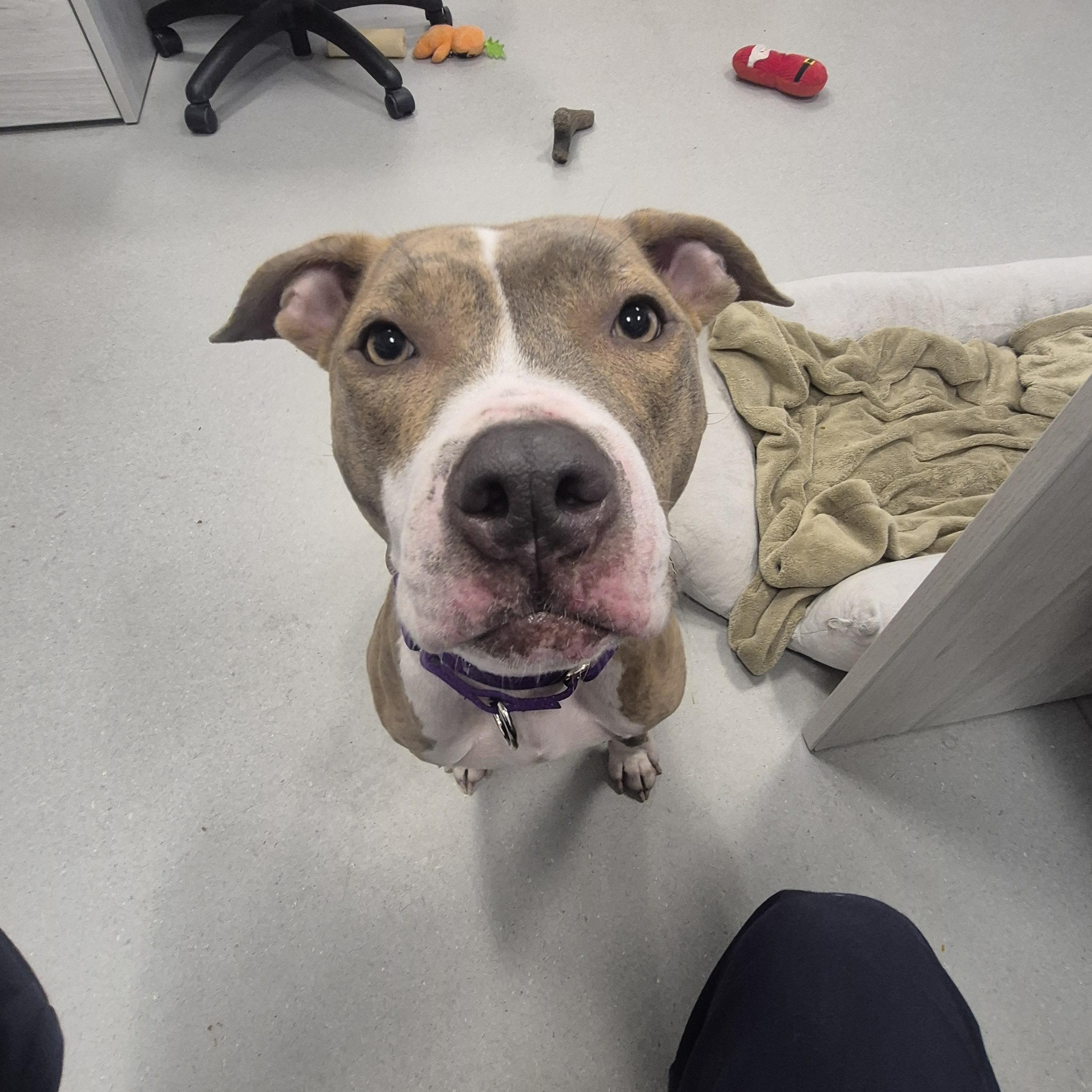Dorothy May, an adoptable mixed breed in New Westminster, BC image 1/3