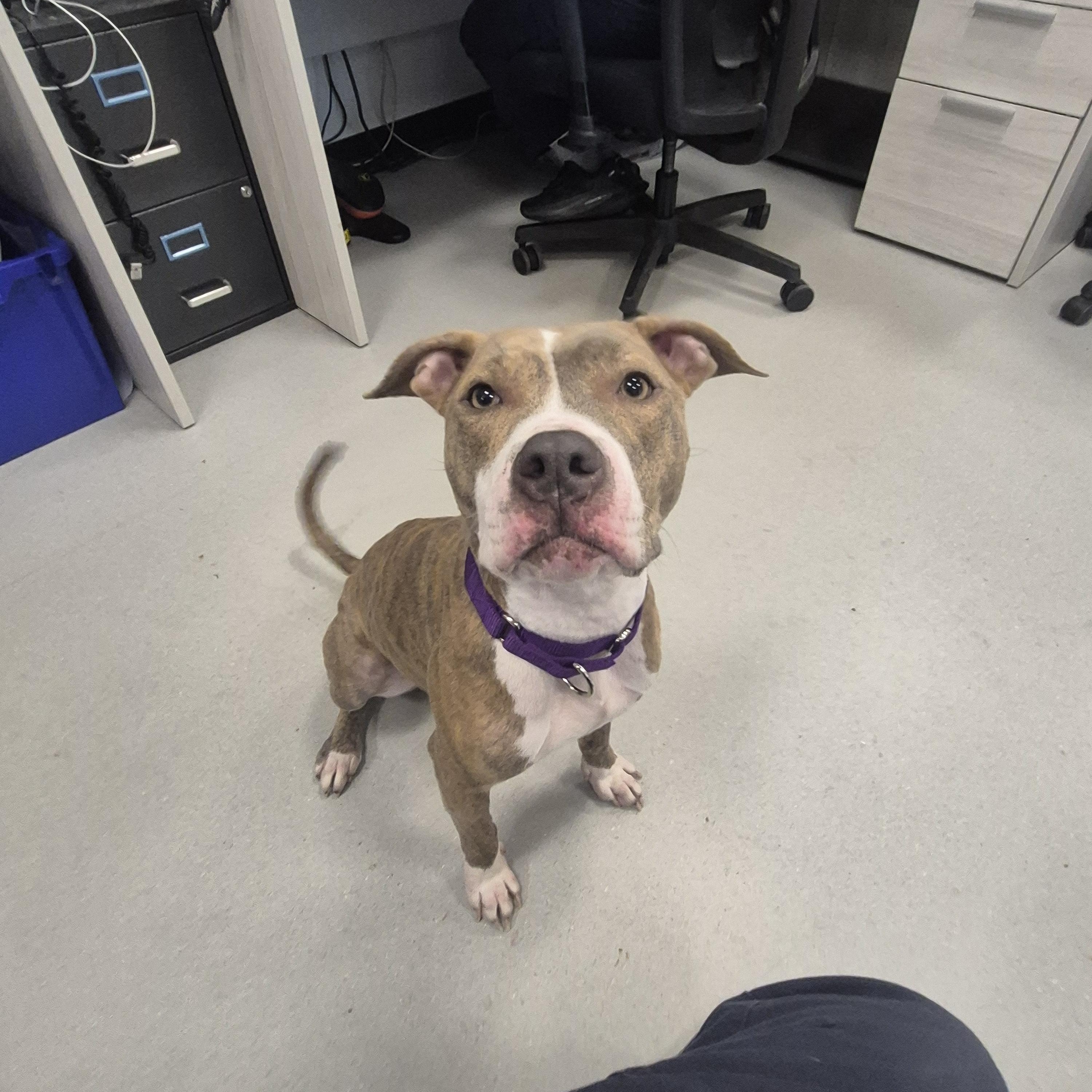 Dorothy May, an adoptable mixed breed in New Westminster, BC image 2/3