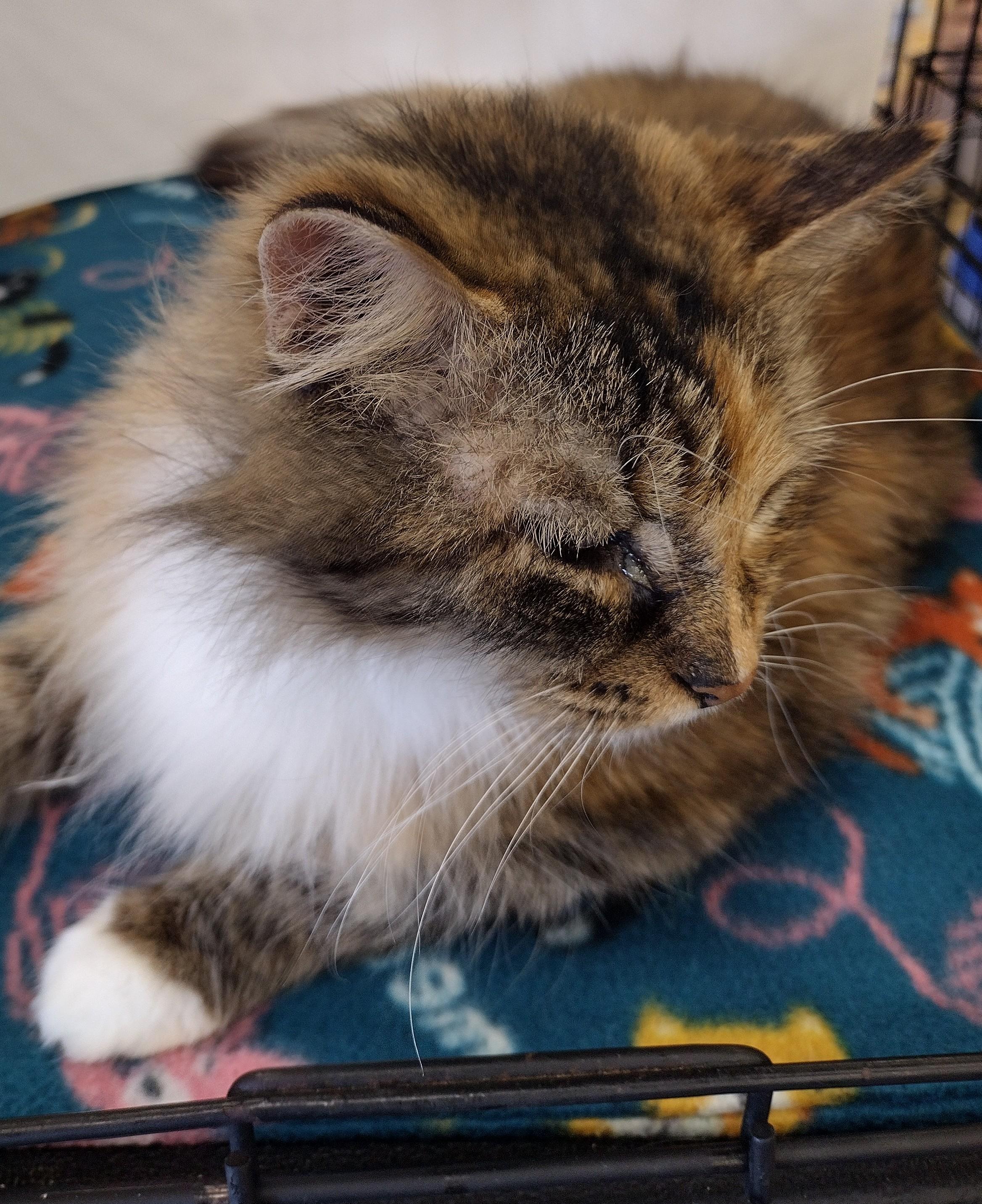 Enlarge Caitlyn, a Adopted mixed breed in Bedford, TX image 1/2