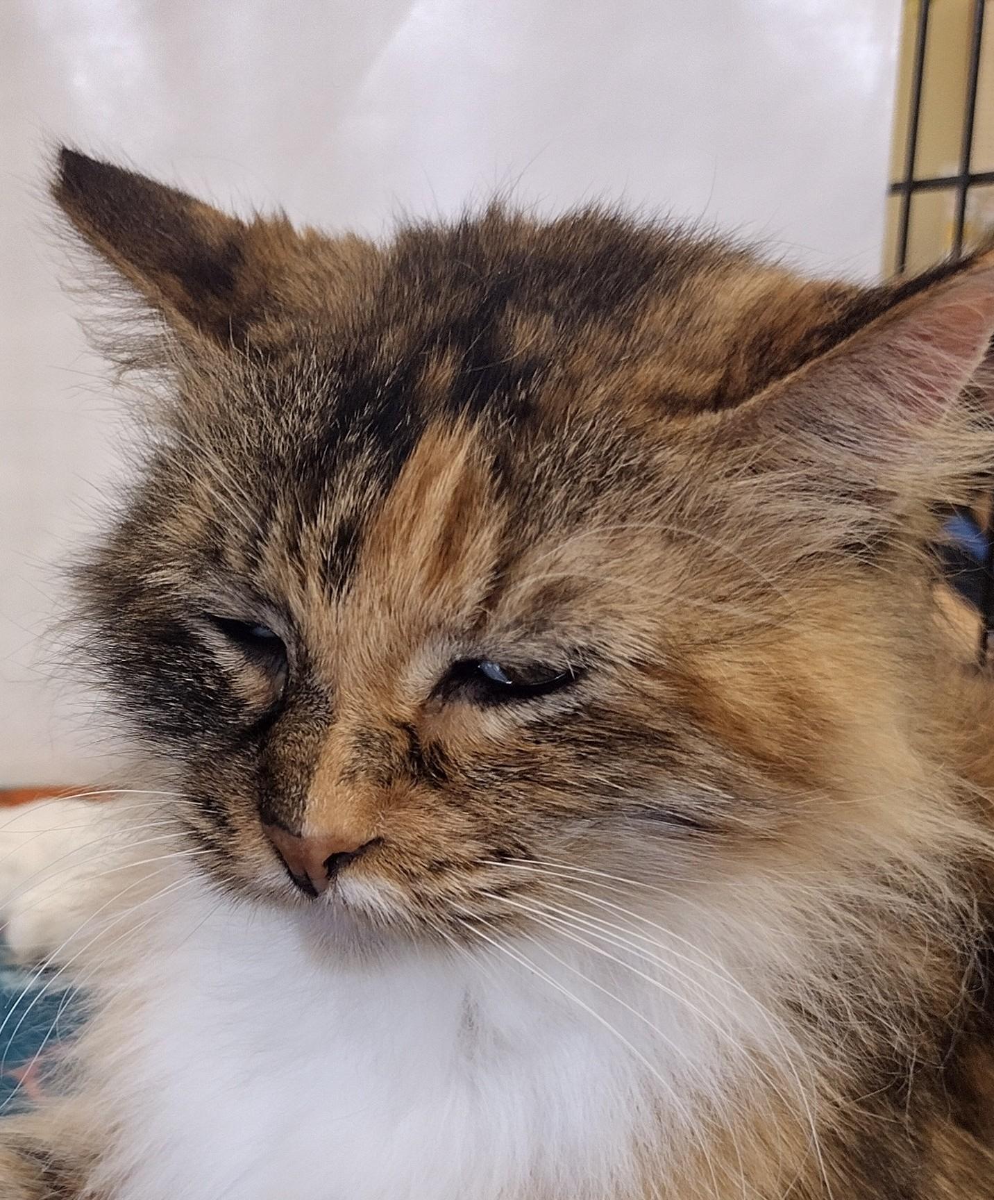 Enlarge Caitlyn, a Adopted mixed breed in Bedford, TX image 2/2