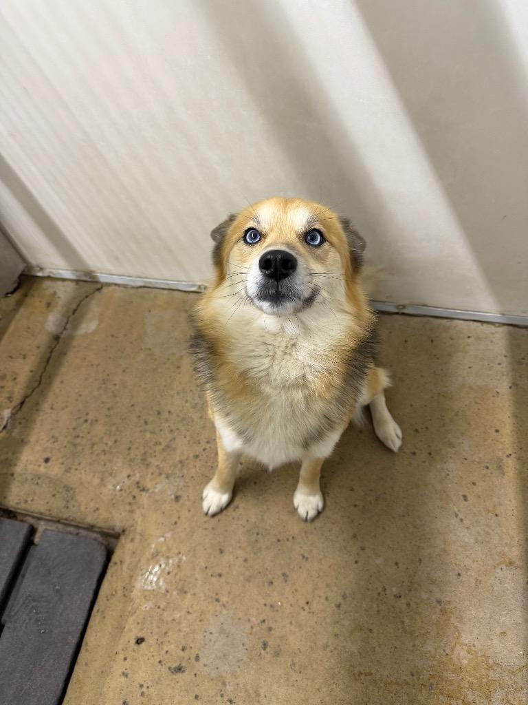 Ringo, Adoptable, Adult Male Husky & Pomeranian.