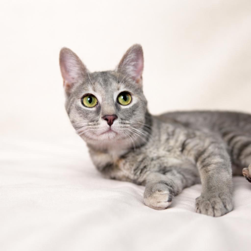 Enlarge Bailey, a ADOPTABLE Domestic Short Hair in Rixeyville, VA image 1/3