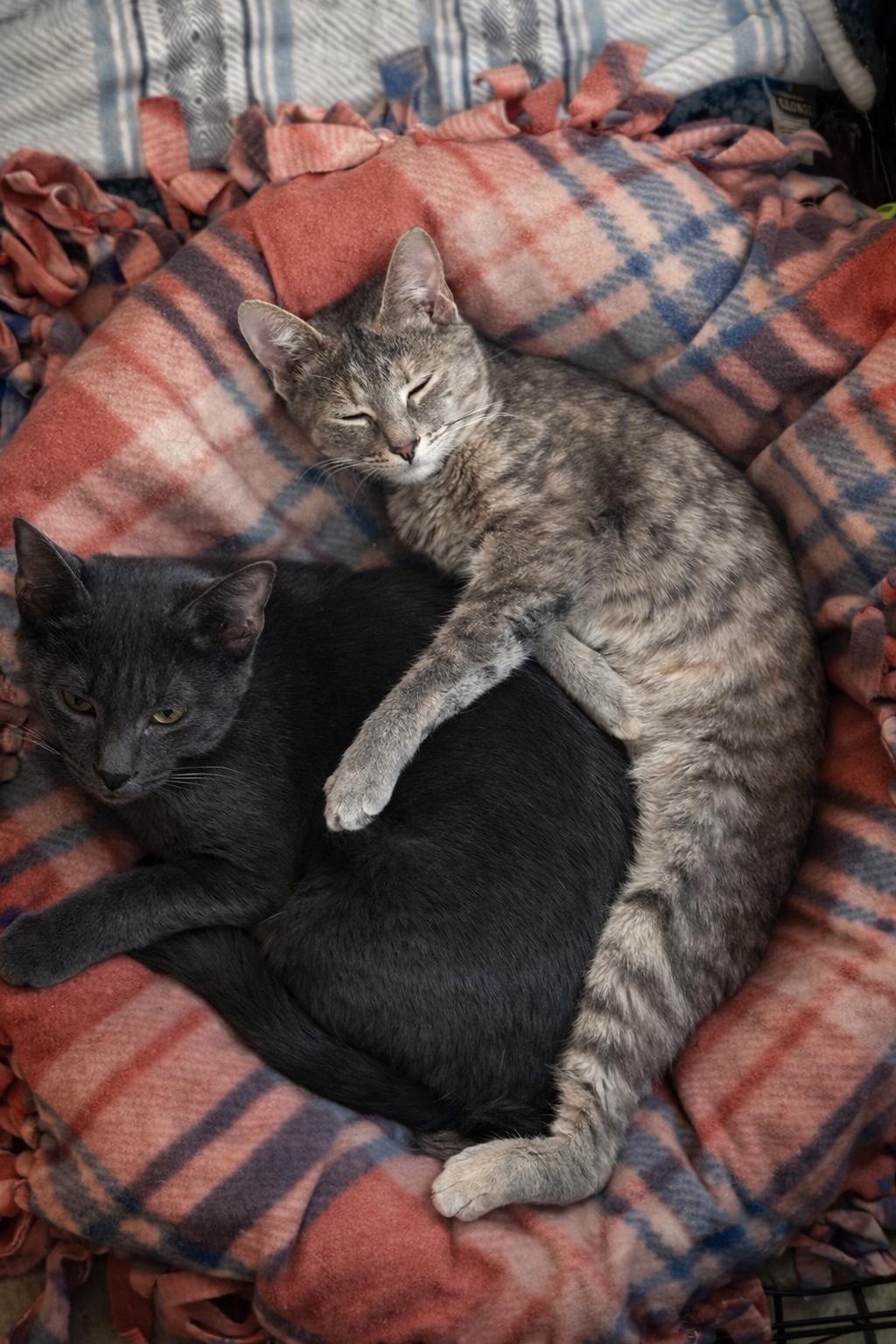 Enlarge Bailey, a ADOPTABLE Domestic Short Hair in Rixeyville, VA image 2/3