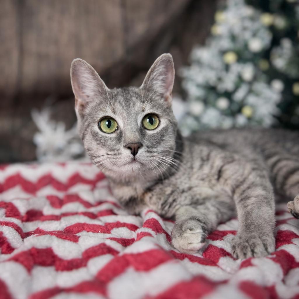 Enlarge Bailey, a ADOPTABLE Domestic Short Hair in Rixeyville, VA image 3/3
