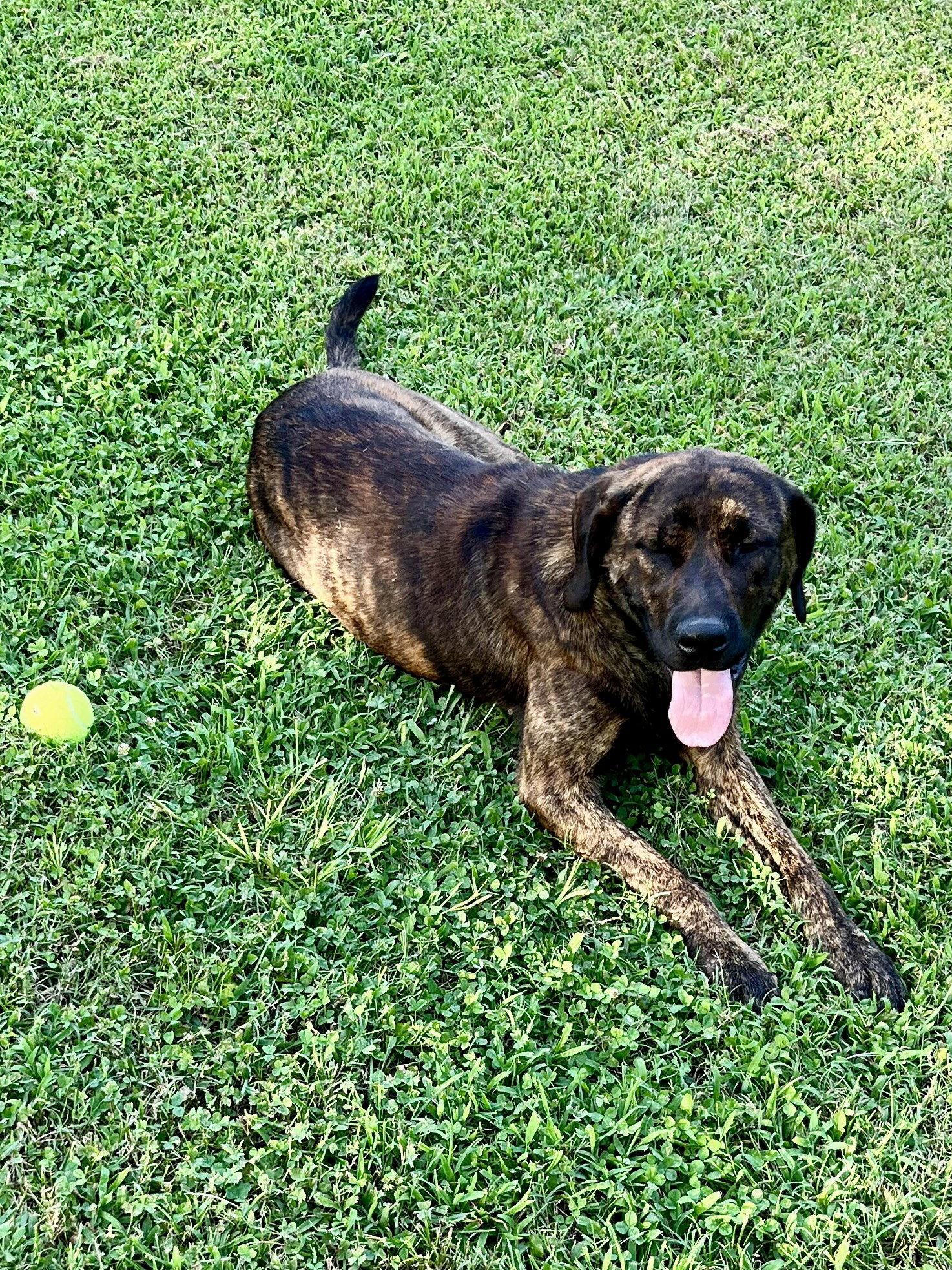 Charlie, Adoptable, Adult Male Mountain Cur.
