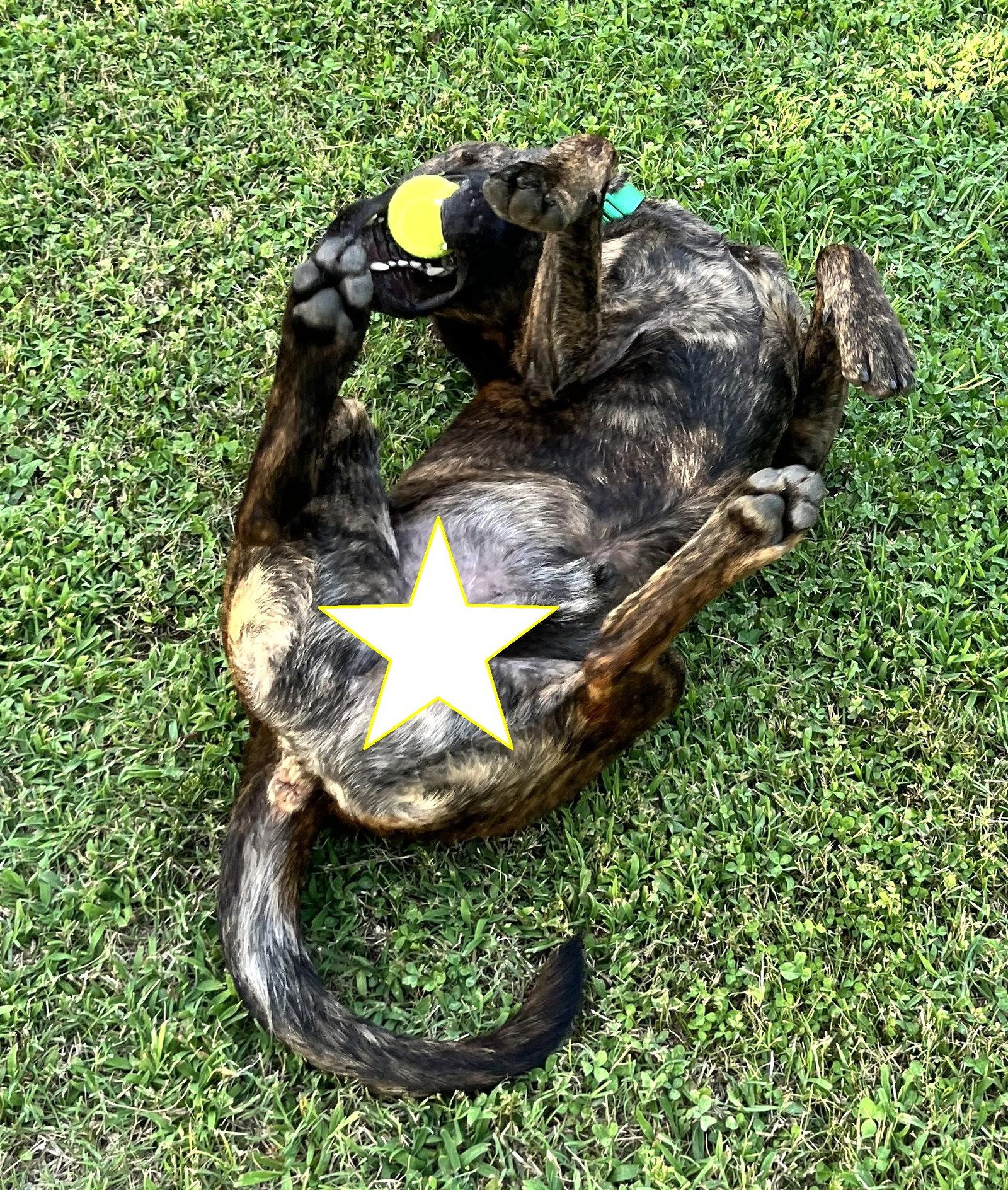 Charlie, a Adoptable Mountain Cur in Wakefield, RI image 2/2