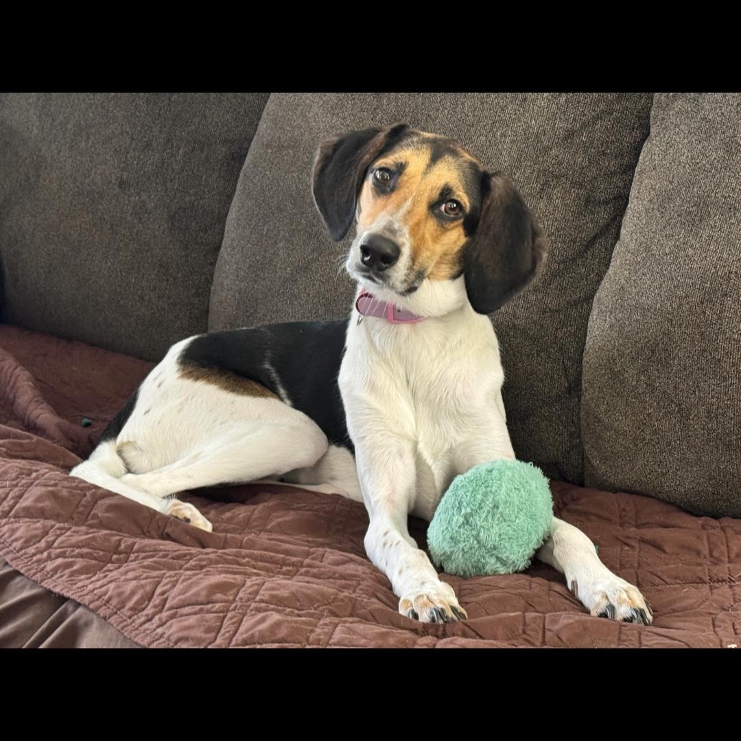 Enlarge Valentine, a ADOPTABLE mixed breed in Midlothian, VA image 3/6