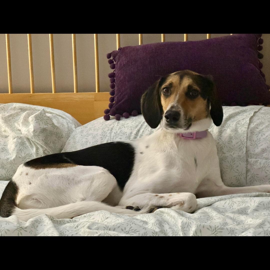 Enlarge Valentine, a ADOPTABLE mixed breed in Midlothian, VA image 5/6