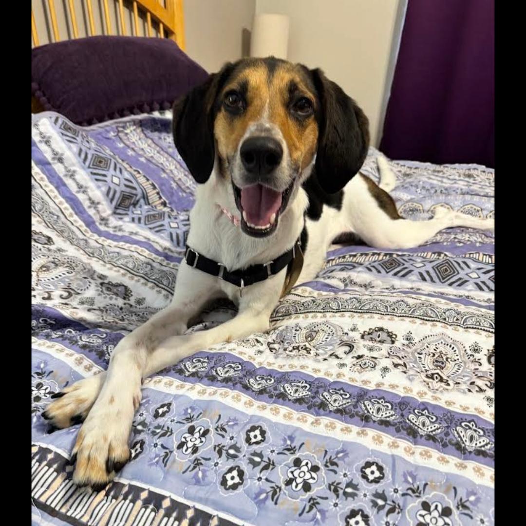 Valentine, ADOPTABLE, Adult Female American Foxhound.