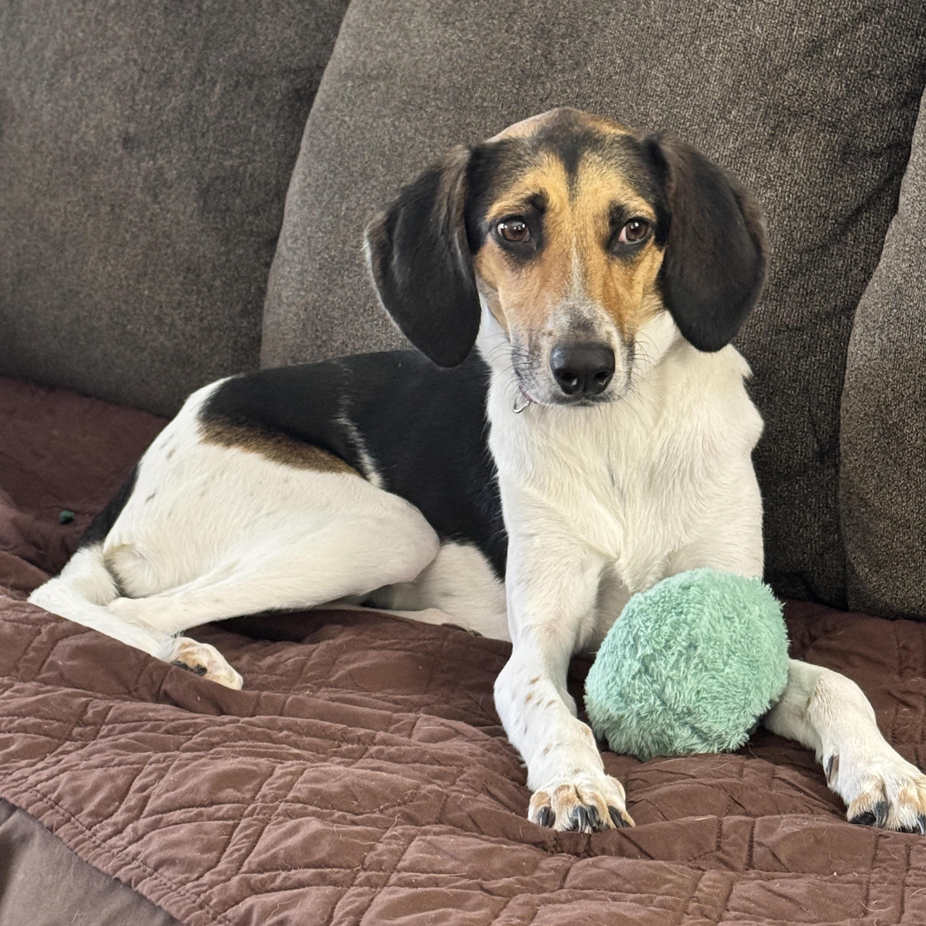 Enlarge Valentine, a ADOPTABLE mixed breed in Midlothian, VA image 6/6