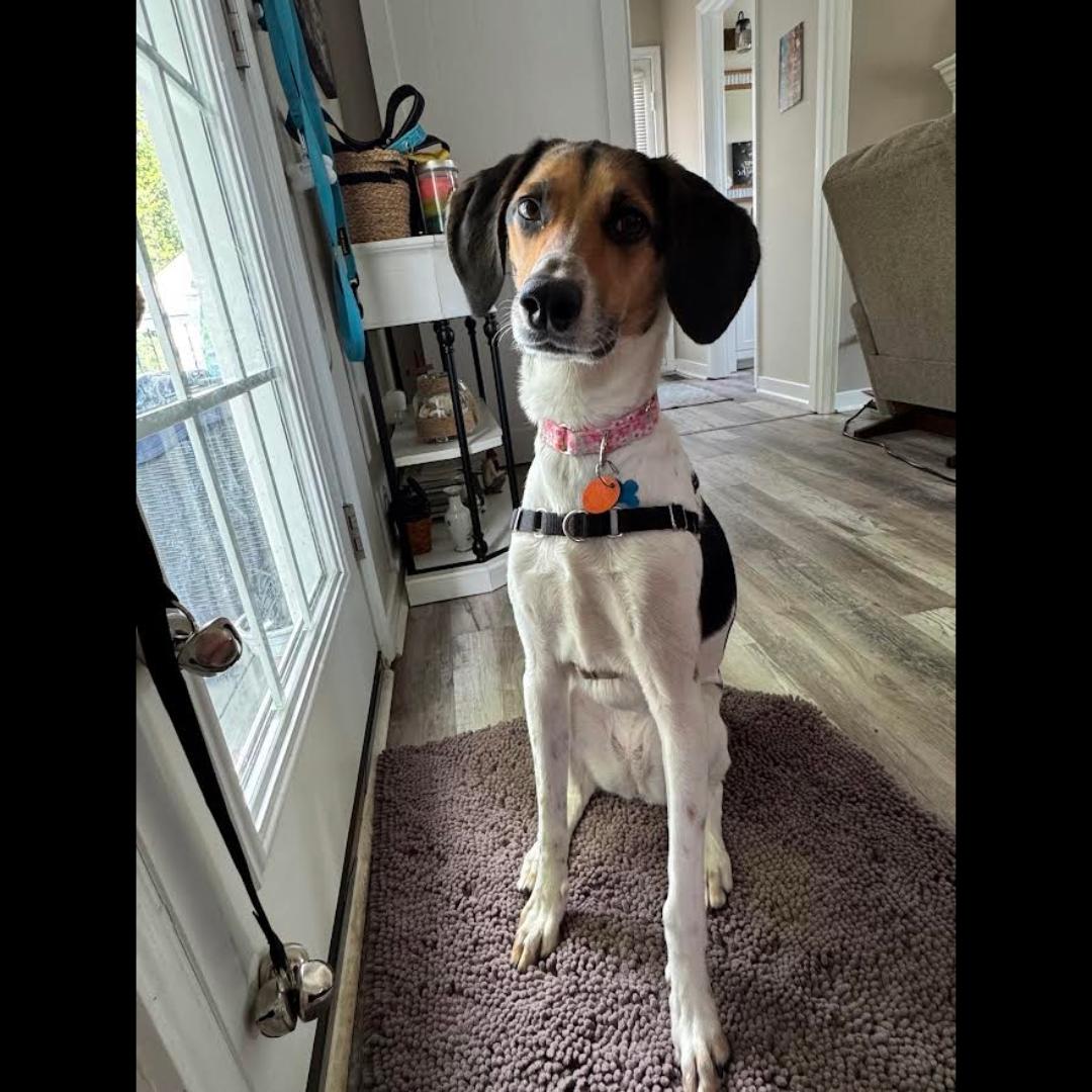 Enlarge Valentine, a ADOPTABLE mixed breed in Midlothian, VA image 2/6