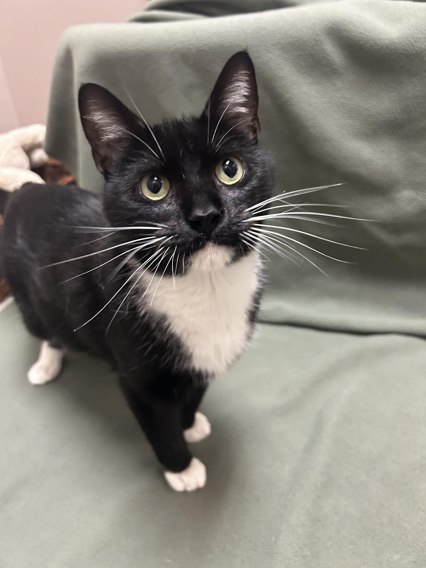 Martin, a ADOPTABLE Domestic Short Hair in Waterloo, IA image 1/2