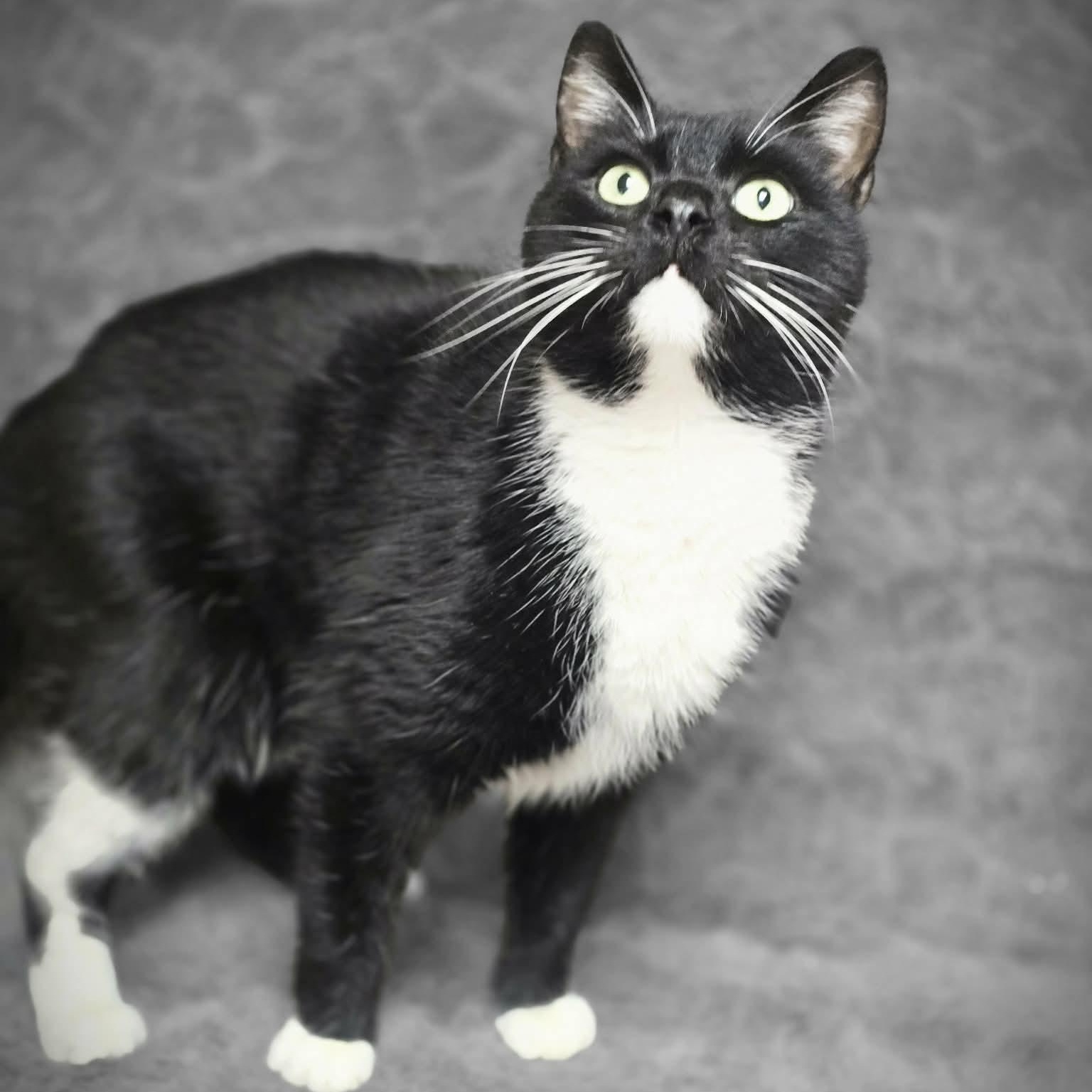Martin, a ADOPTABLE Domestic Short Hair in Waterloo, IA image 2/2