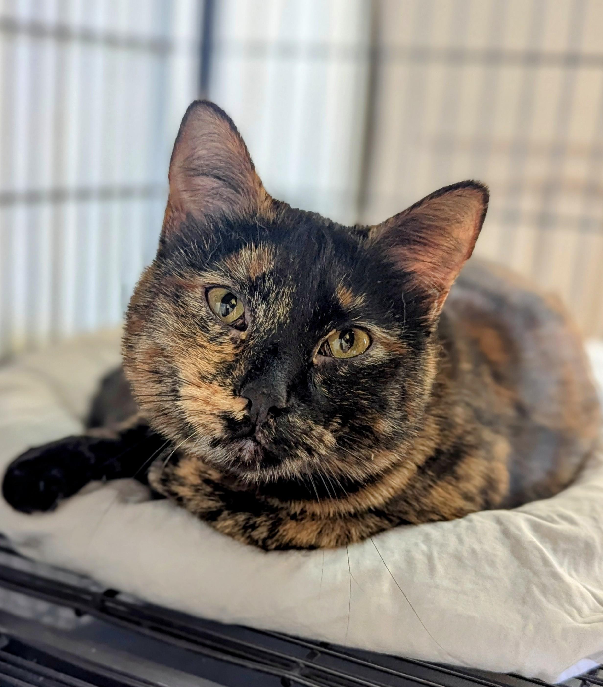 Dru, Adoptable, Adult Female Domestic Short Hair.