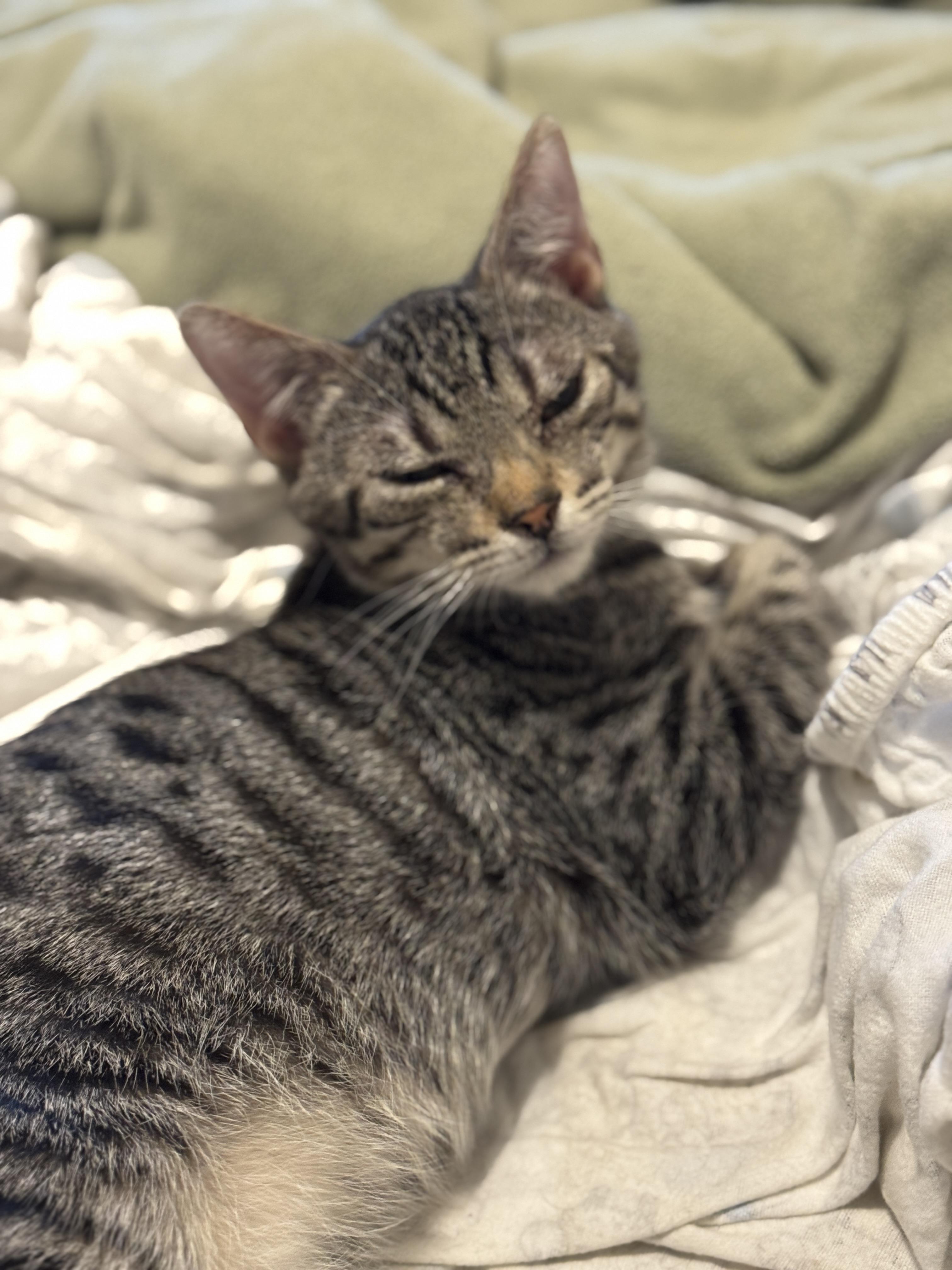 Mr. Pibb, ADOPTABLE, Kitten Male Domestic Short Hair.