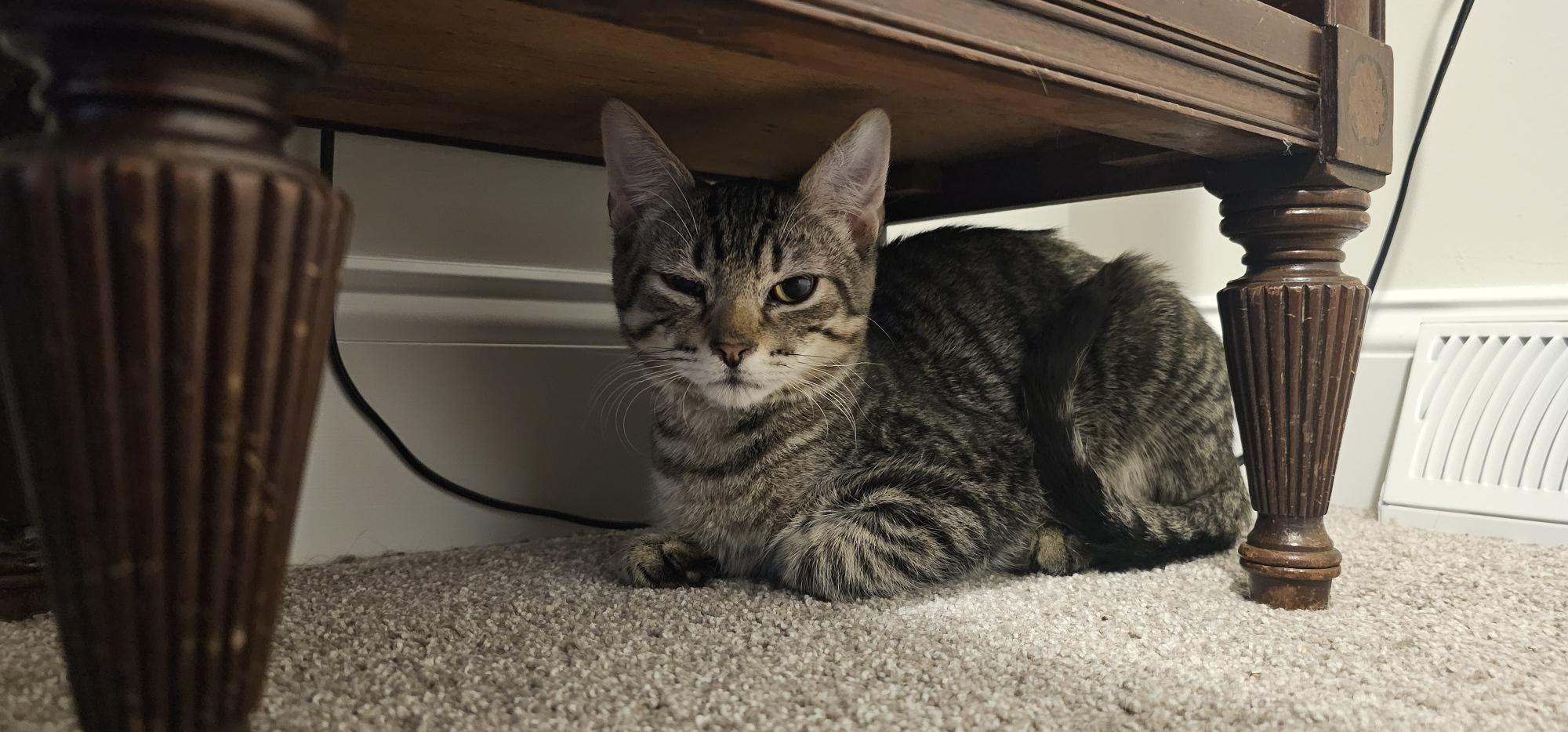 Enlarge Mr. Pibb, a ADOPTABLE mixed breed in Latham, NY image 2/2