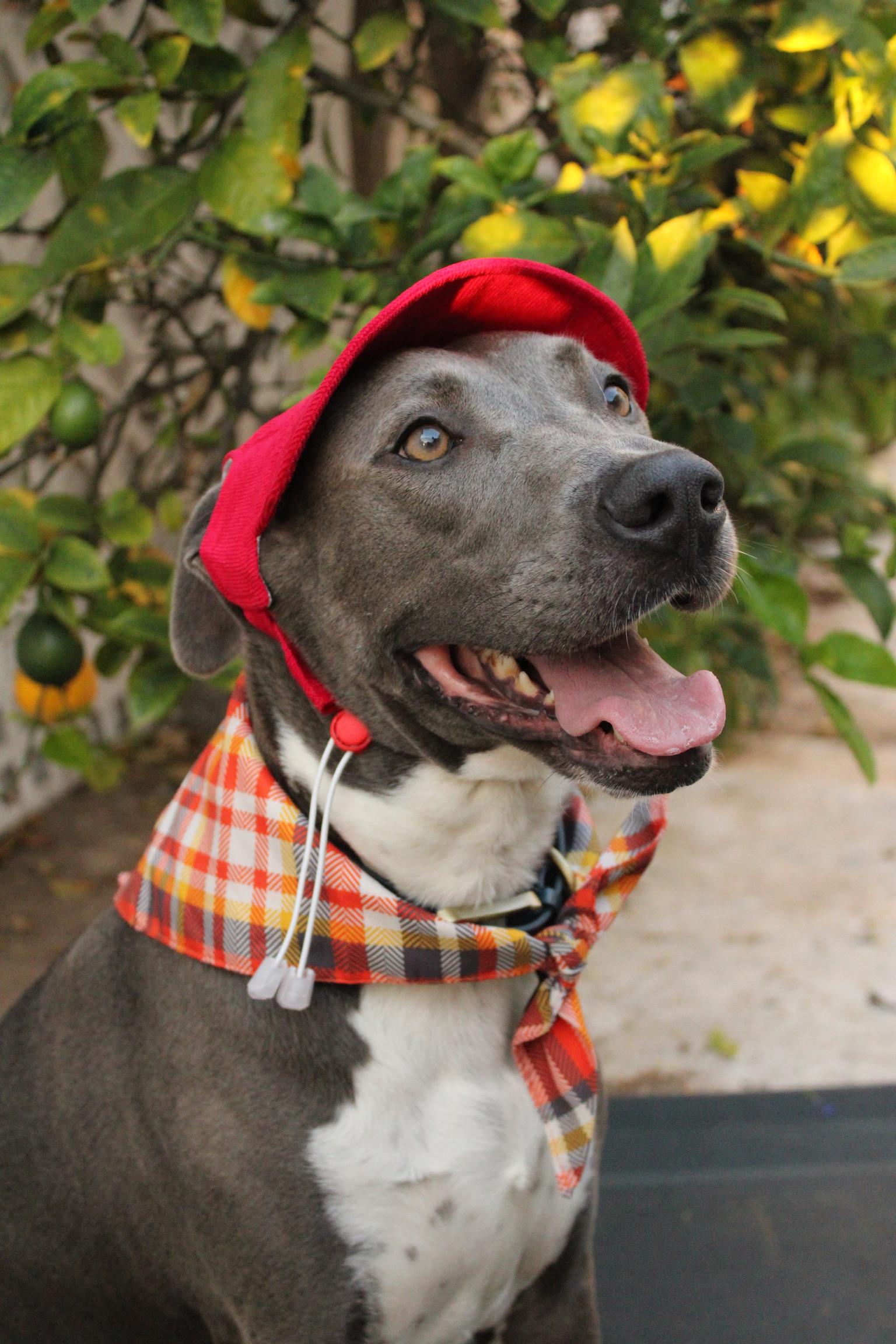 Enlarge Aspen, a Adoptable American Staffordshire Terrier in Los Angeles , CA image 3/6