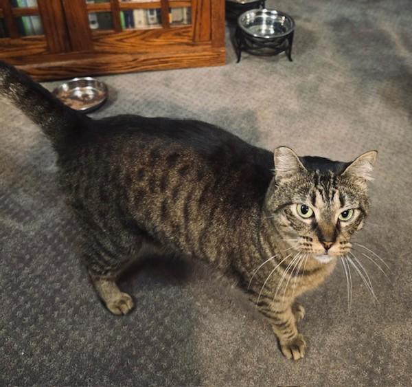 Abby - In Foster, Adoptable, Adult Female Domestic Short Hair.