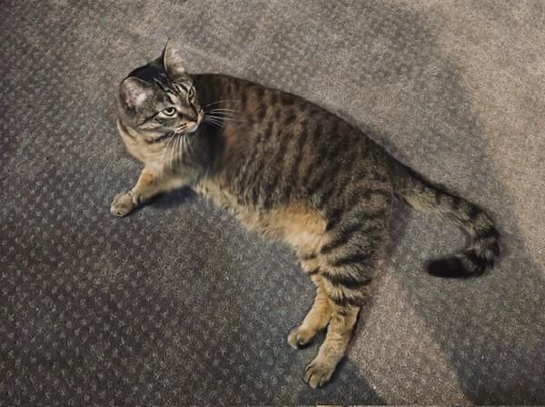 Abby - In Foster, a Adoptable mixed breed in Silverdale, WA image 2/4