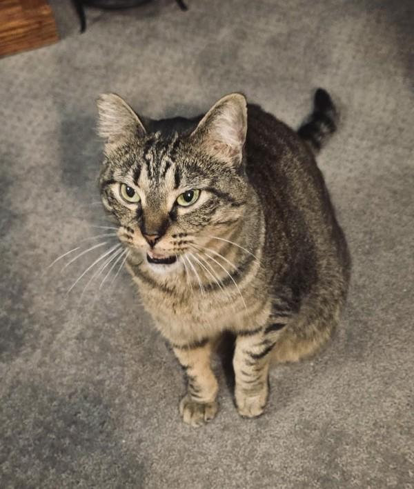 Abby - In Foster, a Adoptable mixed breed in Silverdale, WA image 3/4