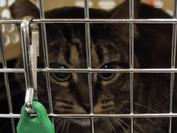 Abby - In Foster, a Adoptable mixed breed in Silverdale, WA image 4/4