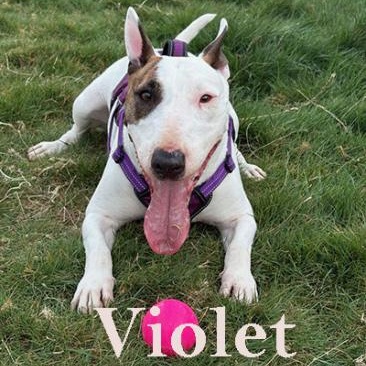 Enlarge Violet, a Adoptable Bull Terrier in Palm Desert, CA image 1/2