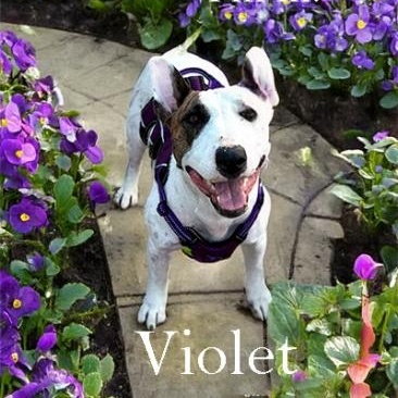 Enlarge Violet, a Adoptable Bull Terrier in Palm Desert, CA image 2/2