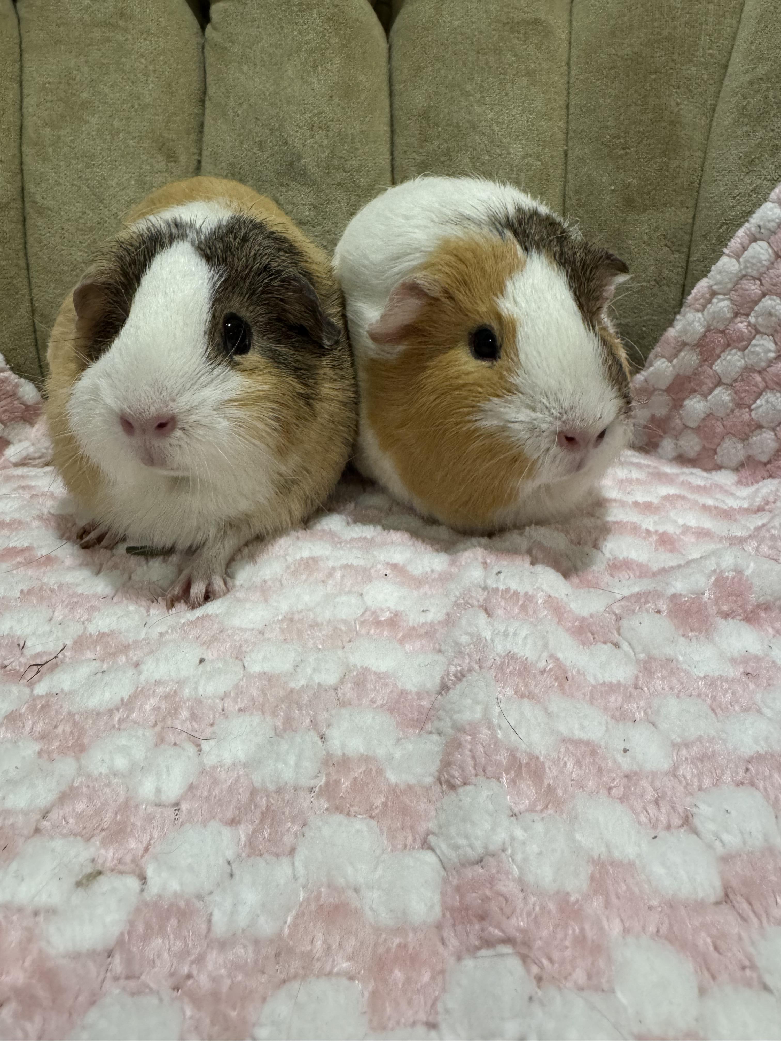 Enlarge Mayo and Cashew, an adopted Guinea Pig in Walnut Grove, CA image 2/4
