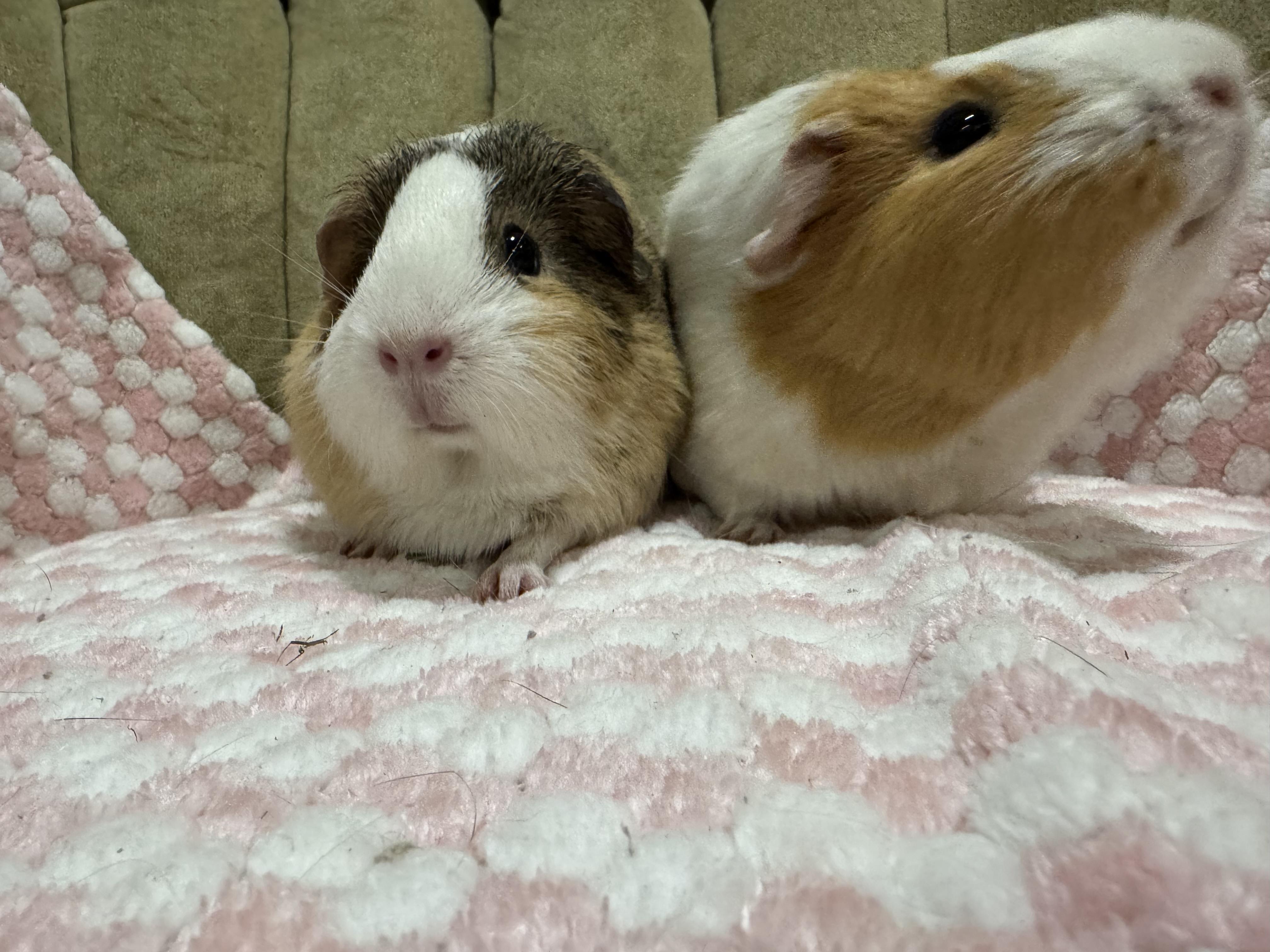 Enlarge Mayo and Cashew, an adopted Guinea Pig in Walnut Grove, CA image 3/4