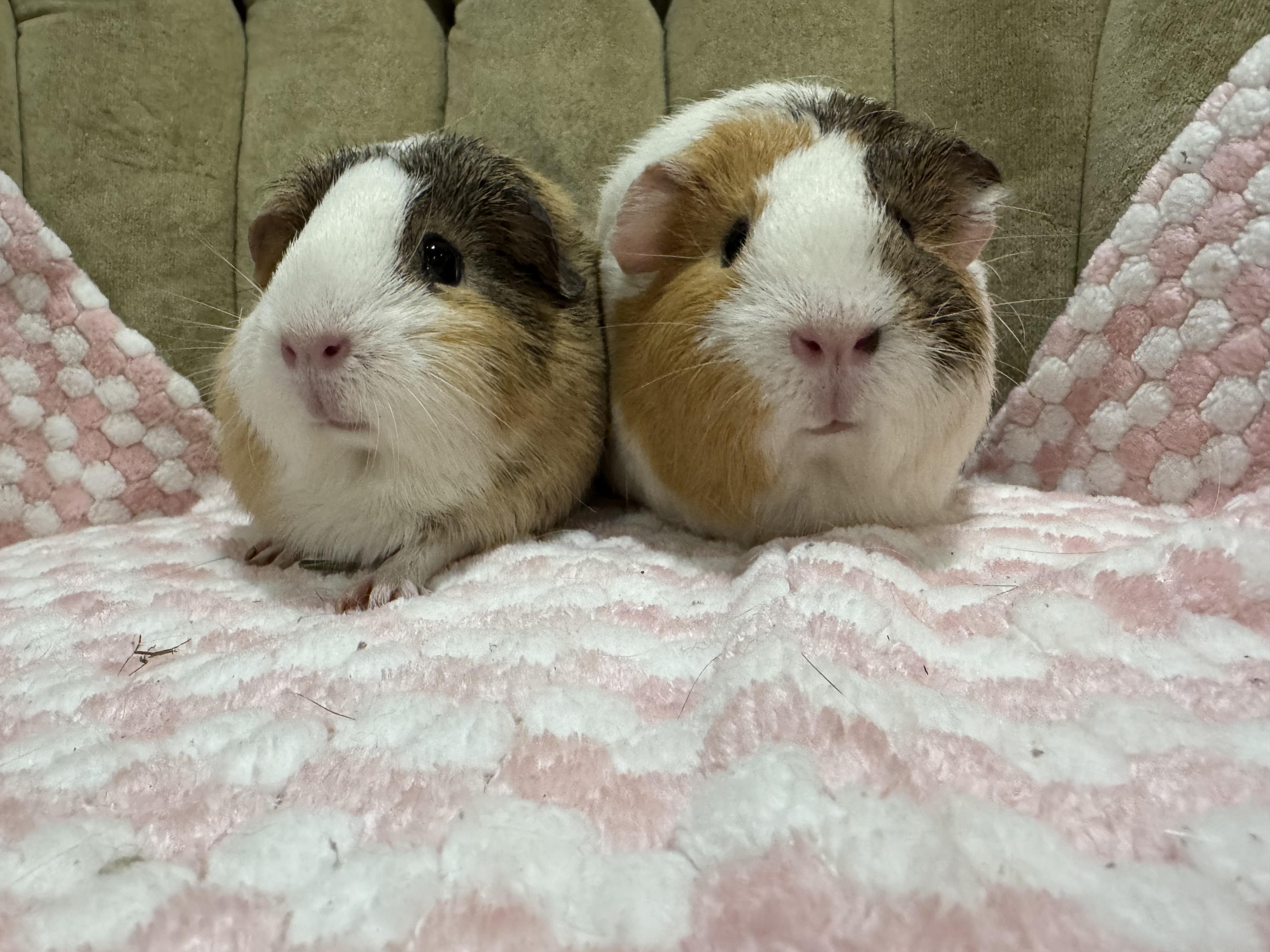 Enlarge Mayo and Cashew, an adopted Guinea Pig in Walnut Grove, CA image 4/4