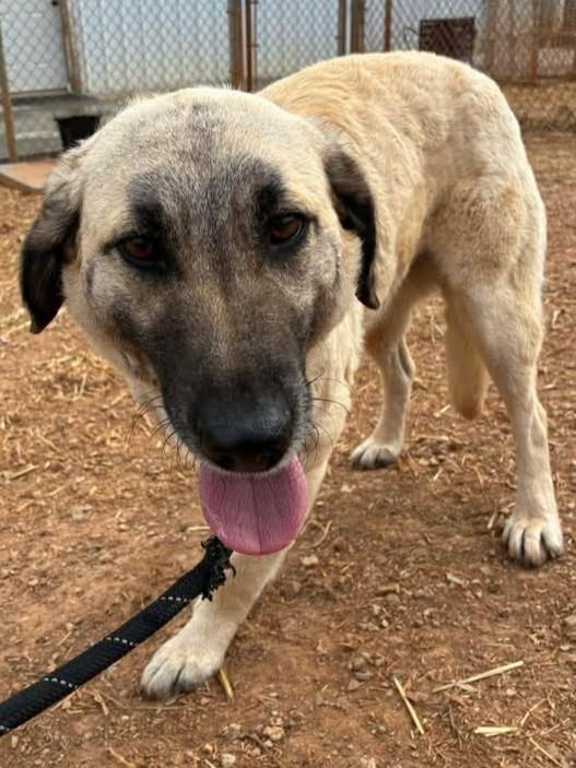 Mammy, ADOPTABLE, Adult Female Anatolian Shepherd.