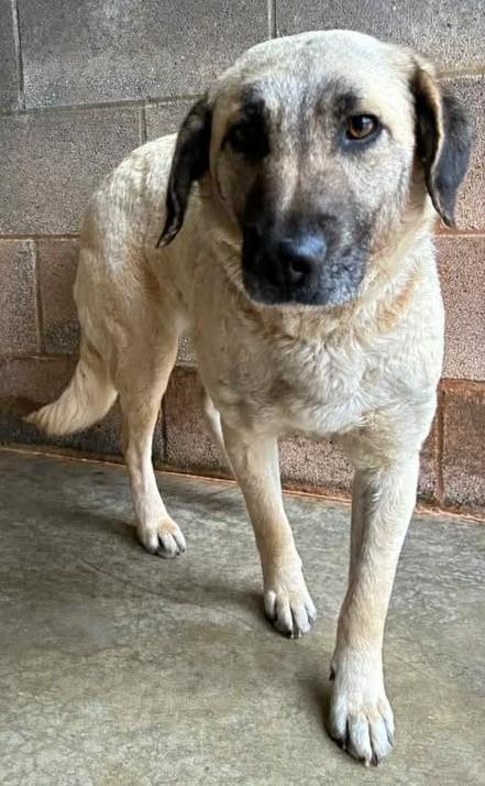 Enlarge Mammy, a ADOPTABLE mixed breed in Munfordville, KY image 2/3