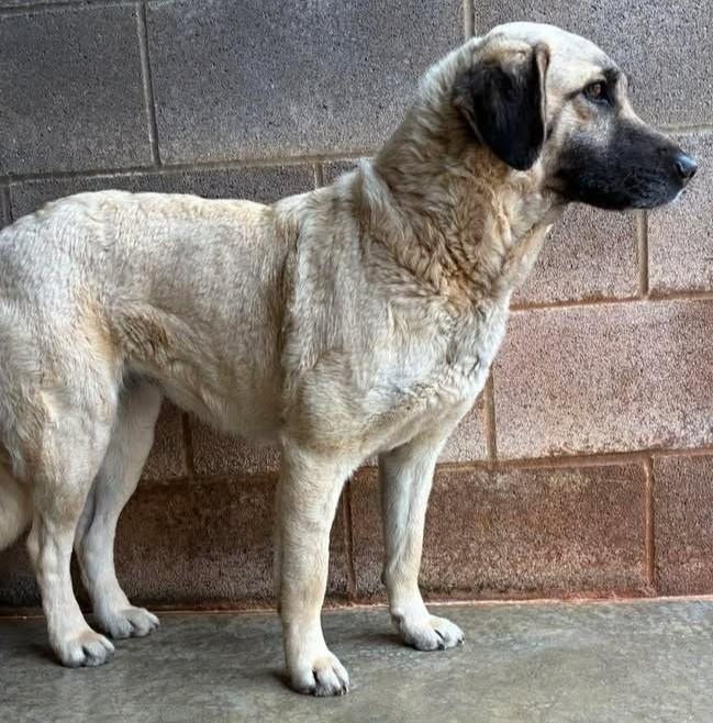 Enlarge Mammy, a ADOPTABLE mixed breed in Munfordville, KY image 3/3