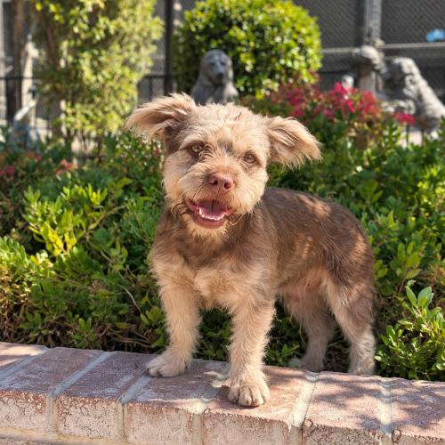 Enlarge Fozzie, a Adoptable mixed breed in Lathrop, CA image 1/1