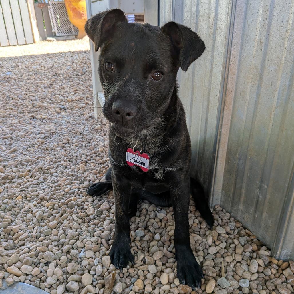 Enlarge Prancer, a Adoptable Terrier in Wake Forest, NC image 1/6
