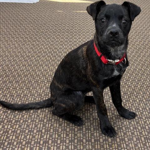 Enlarge Prancer, a Adoptable Terrier in Wake Forest, NC image 2/6