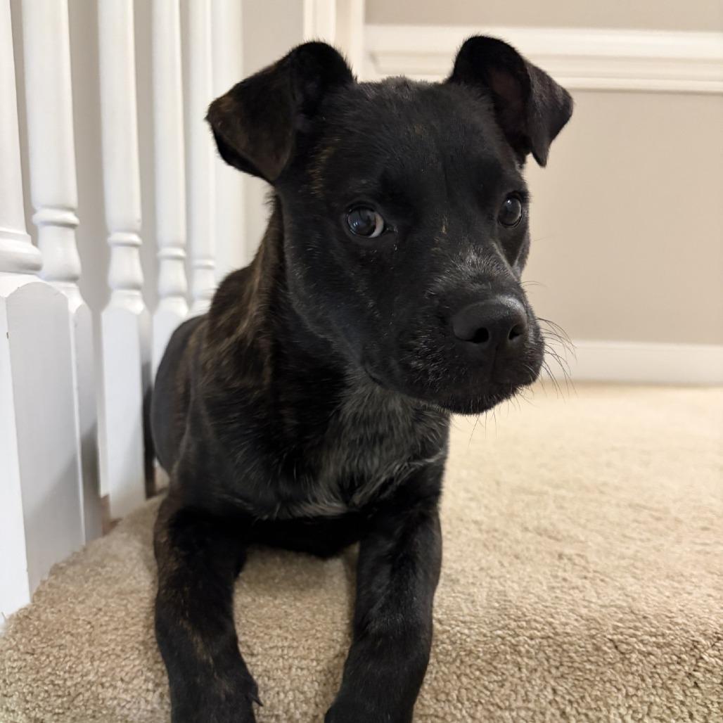 Enlarge Prancer, a Adoptable Terrier in Wake Forest, NC image 3/6