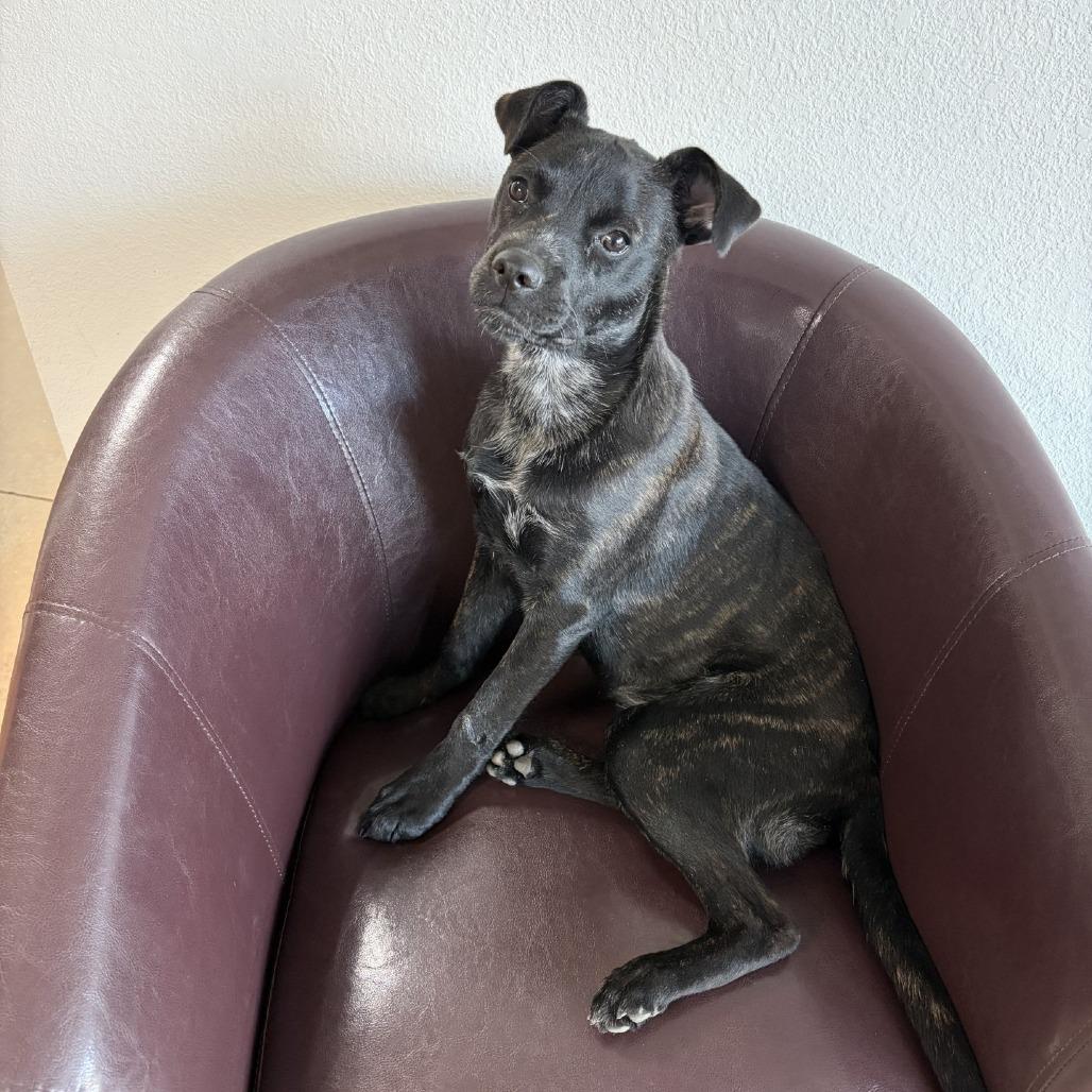 Enlarge Prancer, a Adoptable Terrier in Wake Forest, NC image 4/6