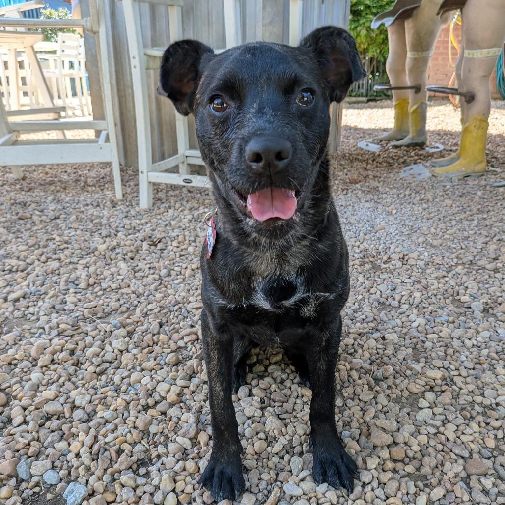 Enlarge Prancer, a Adoptable Terrier in Wake Forest, NC image 5/6