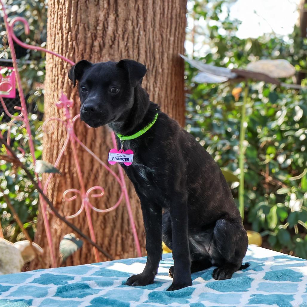 Enlarge Prancer, a Adoptable Terrier in Wake Forest, NC image 6/6