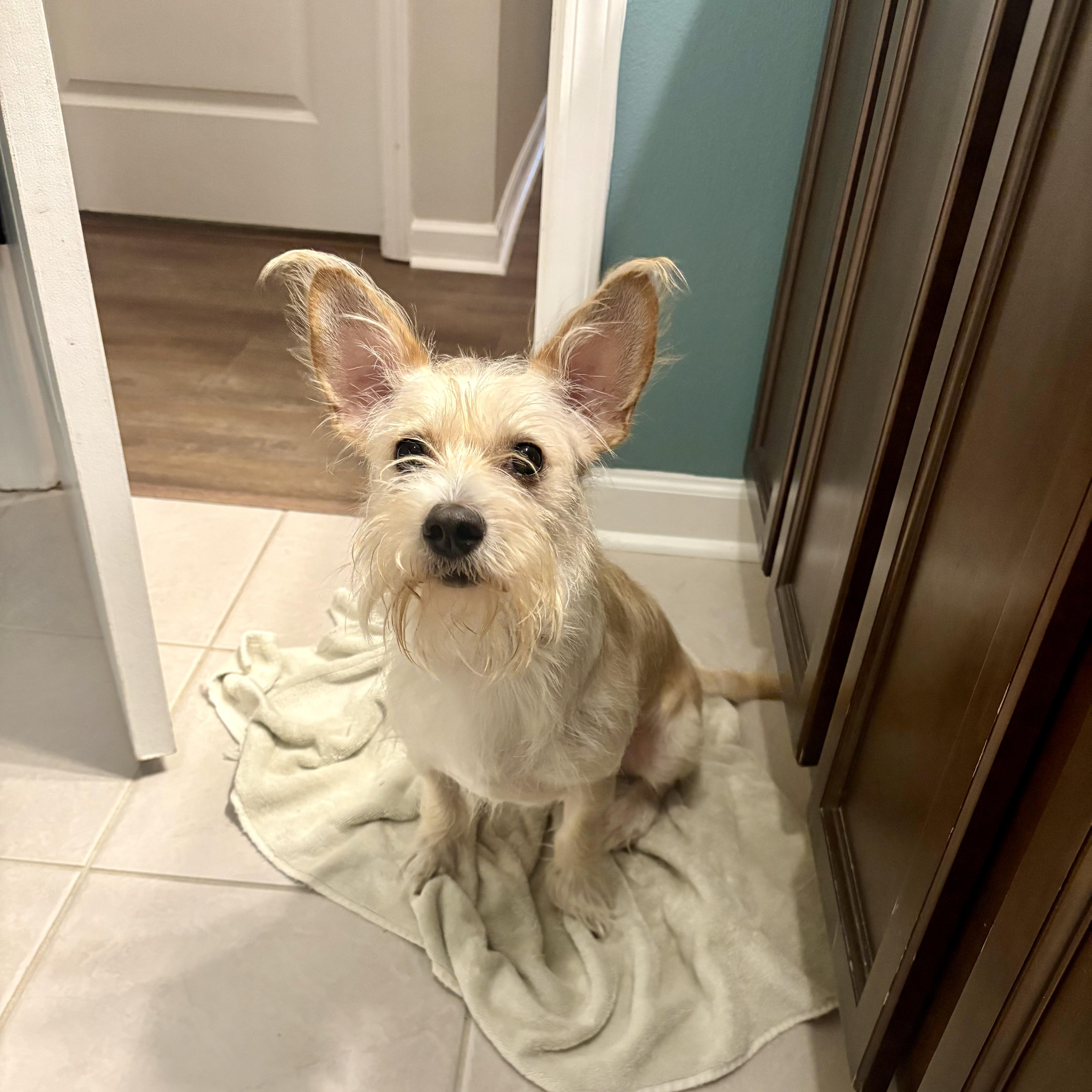 Pierre, Adoptable, Adult Male Wirehaired Terrier.