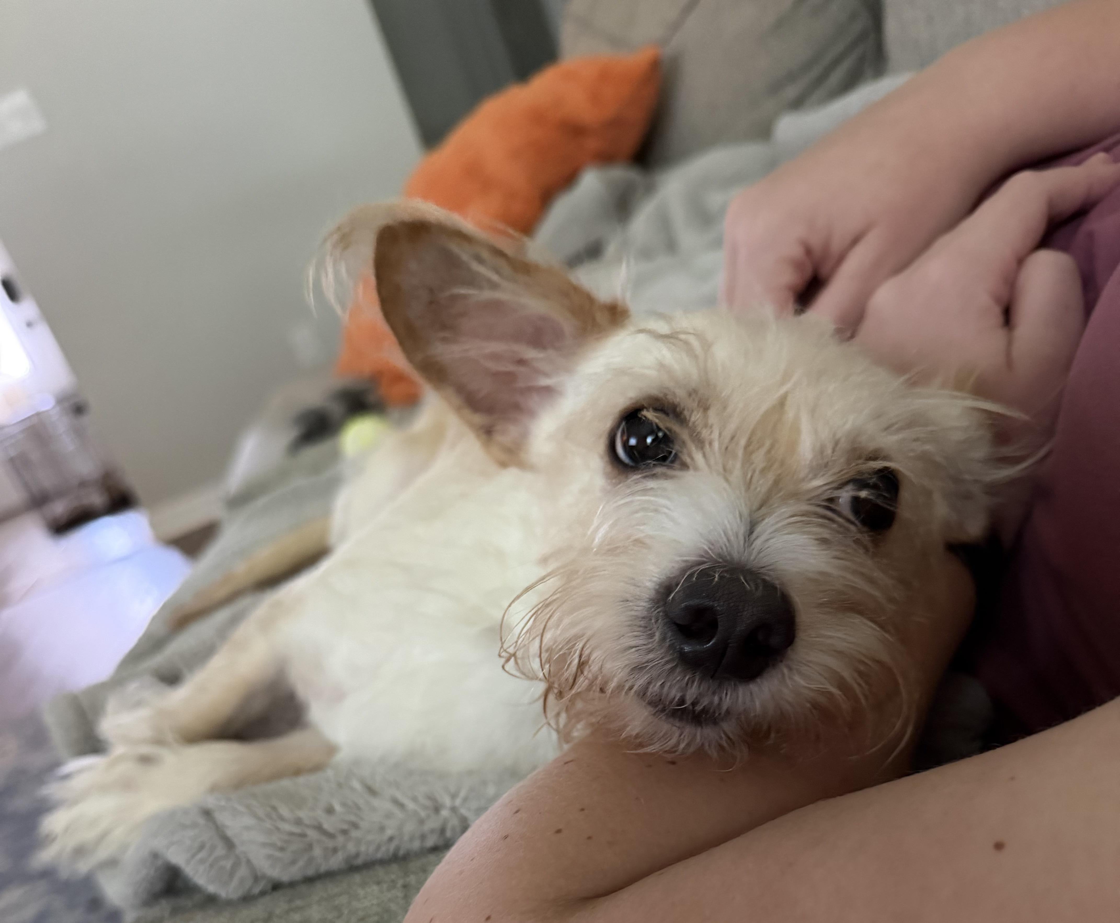 Enlarge Pierre, a Adoptable mixed breed in Baton Rouge, LA image 2/6