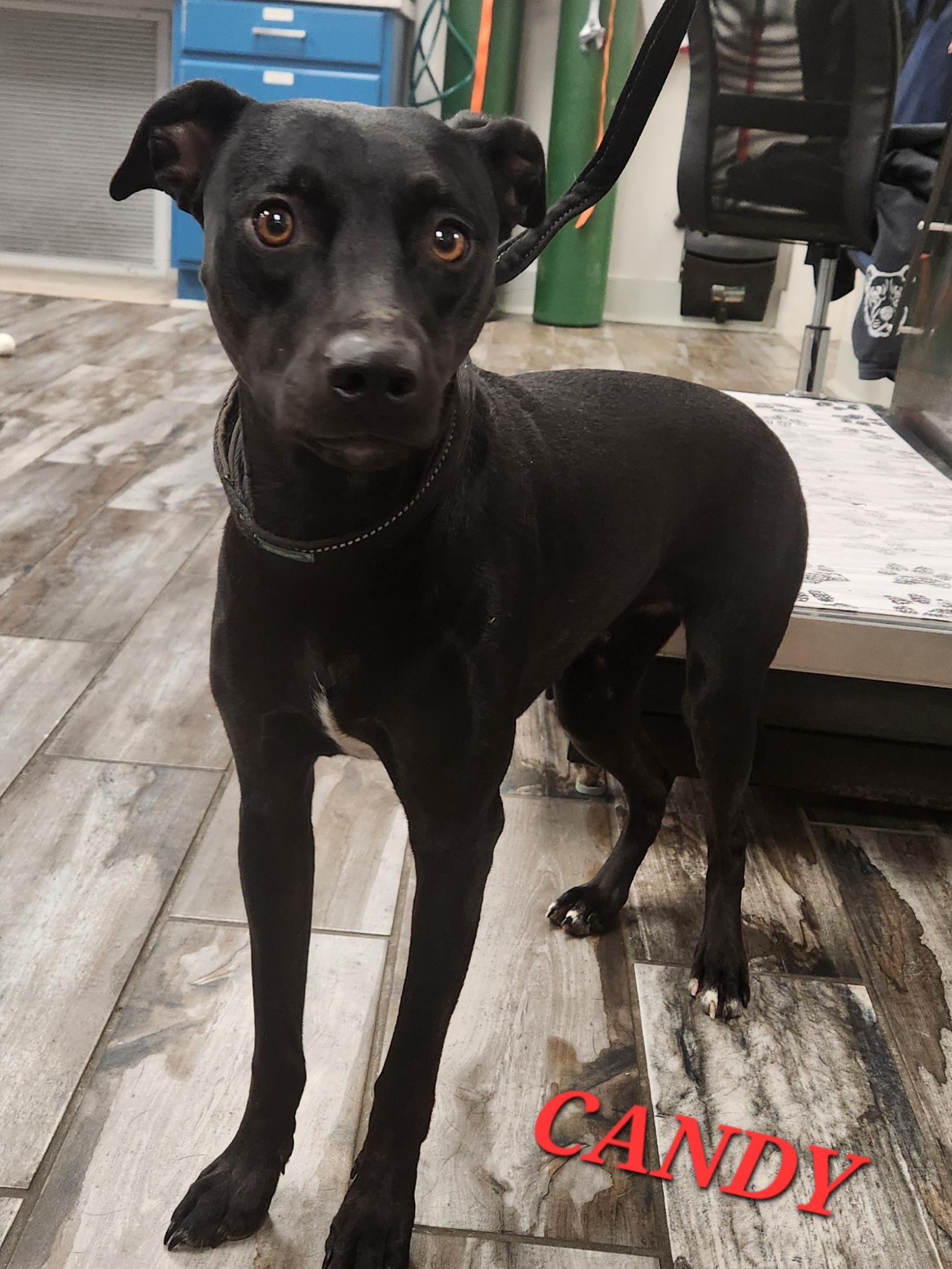 Candy, a ADOPTABLE mixed breed in Woburn, MA image 4/5