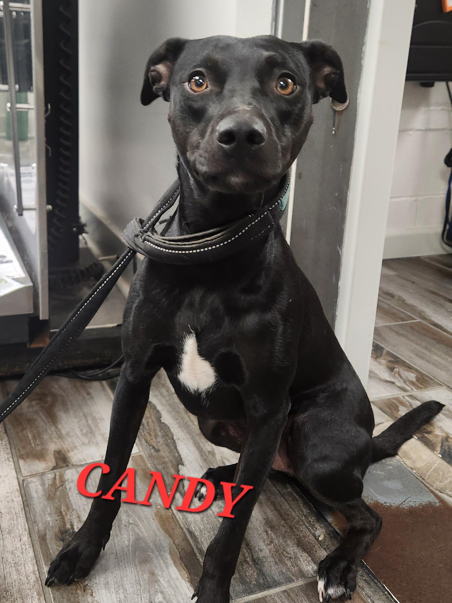 Candy, a ADOPTABLE mixed breed in Woburn, MA image 2/5