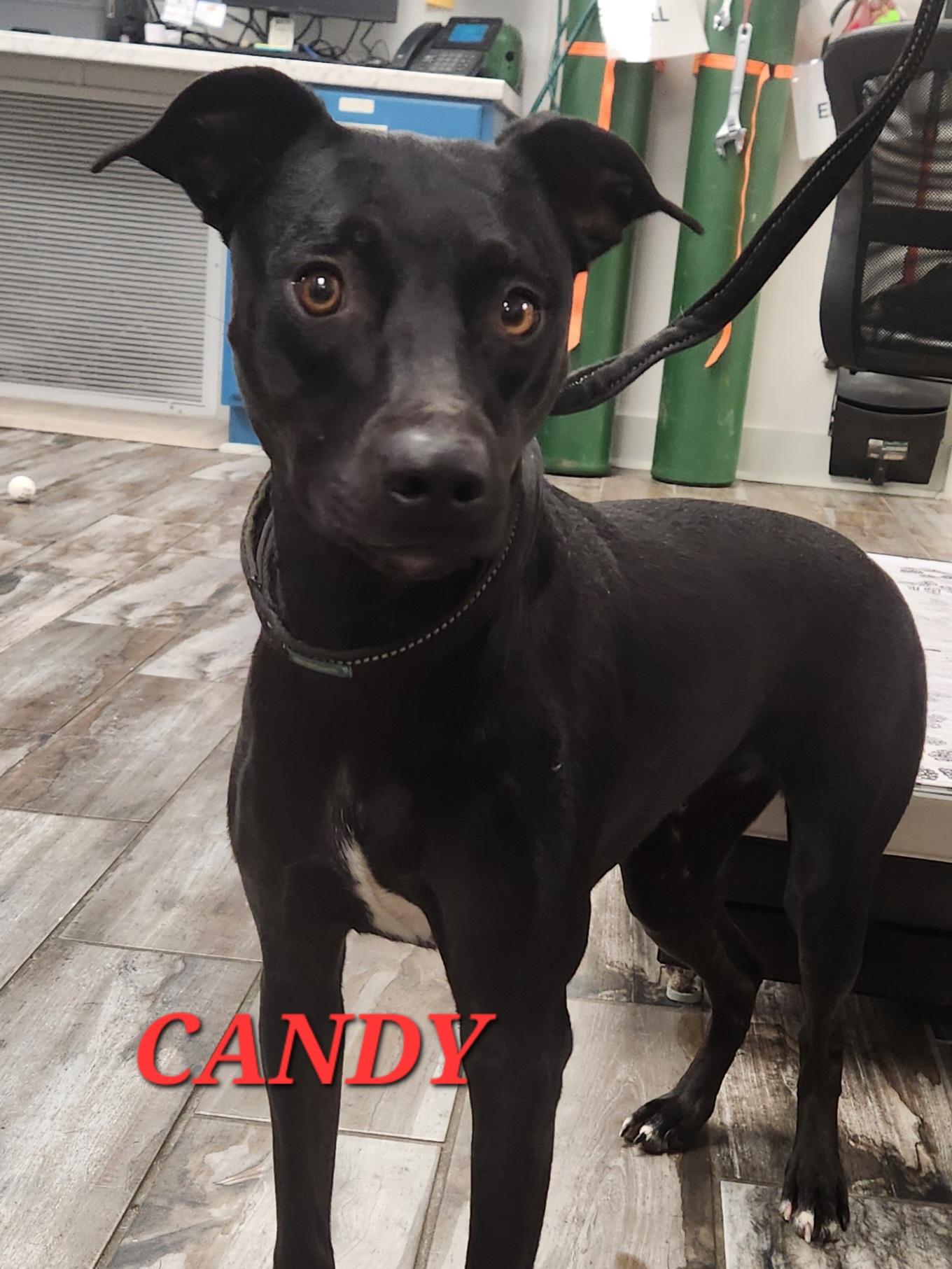 Candy, a ADOPTABLE mixed breed in Woburn, MA image 3/5
