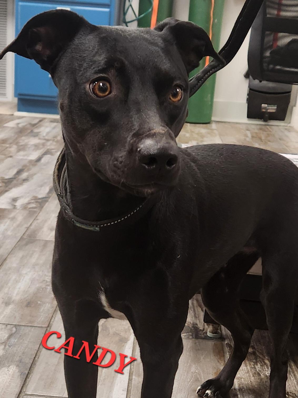 Candy, a ADOPTABLE mixed breed in Woburn, MA image 5/5