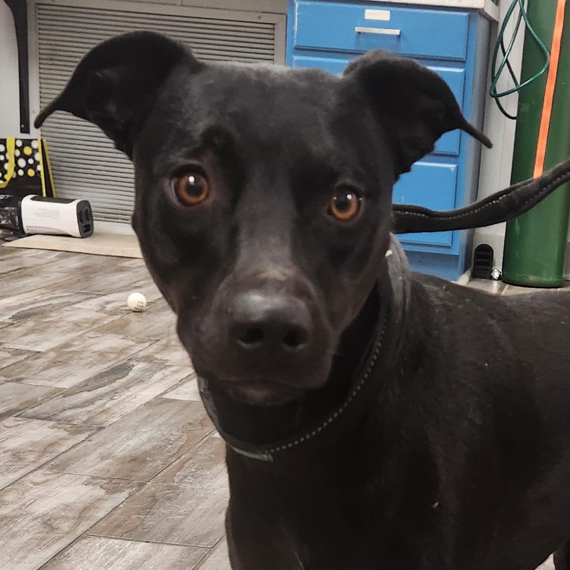 Candy, a ADOPTABLE mixed breed in Woburn, MA image 1/5