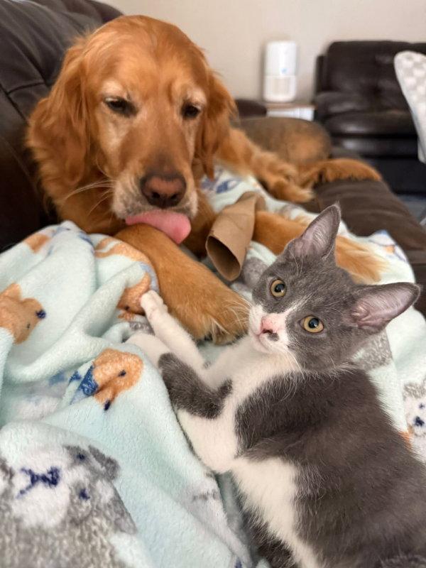 River, Adopted, Young Male Domestic Short Hair.