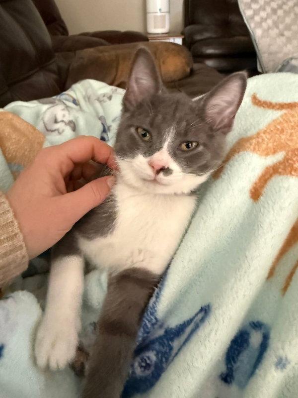 Enlarge River, a Adopted Domestic Short Hair in Knoxville, TN image 2/3